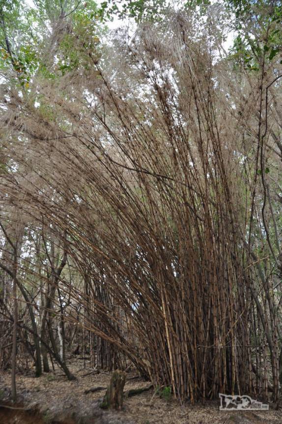 Caña Colihue, uma espécie de bambu que flosece a cada 20 ou 30 anos, muito comum nessa área da patagônia onde está Parque Nacional Los Alerces, ao norte de Trevelin, na Argentina